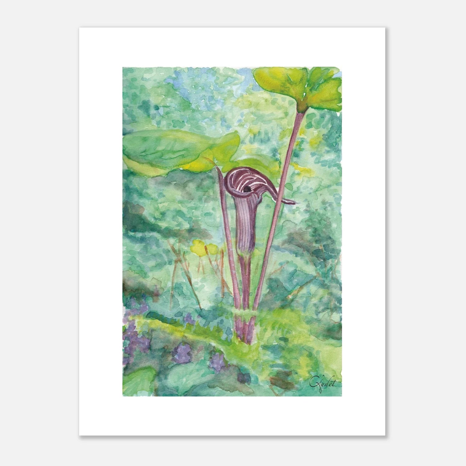 Jack-in-the-pulpit — Flower and Foliage