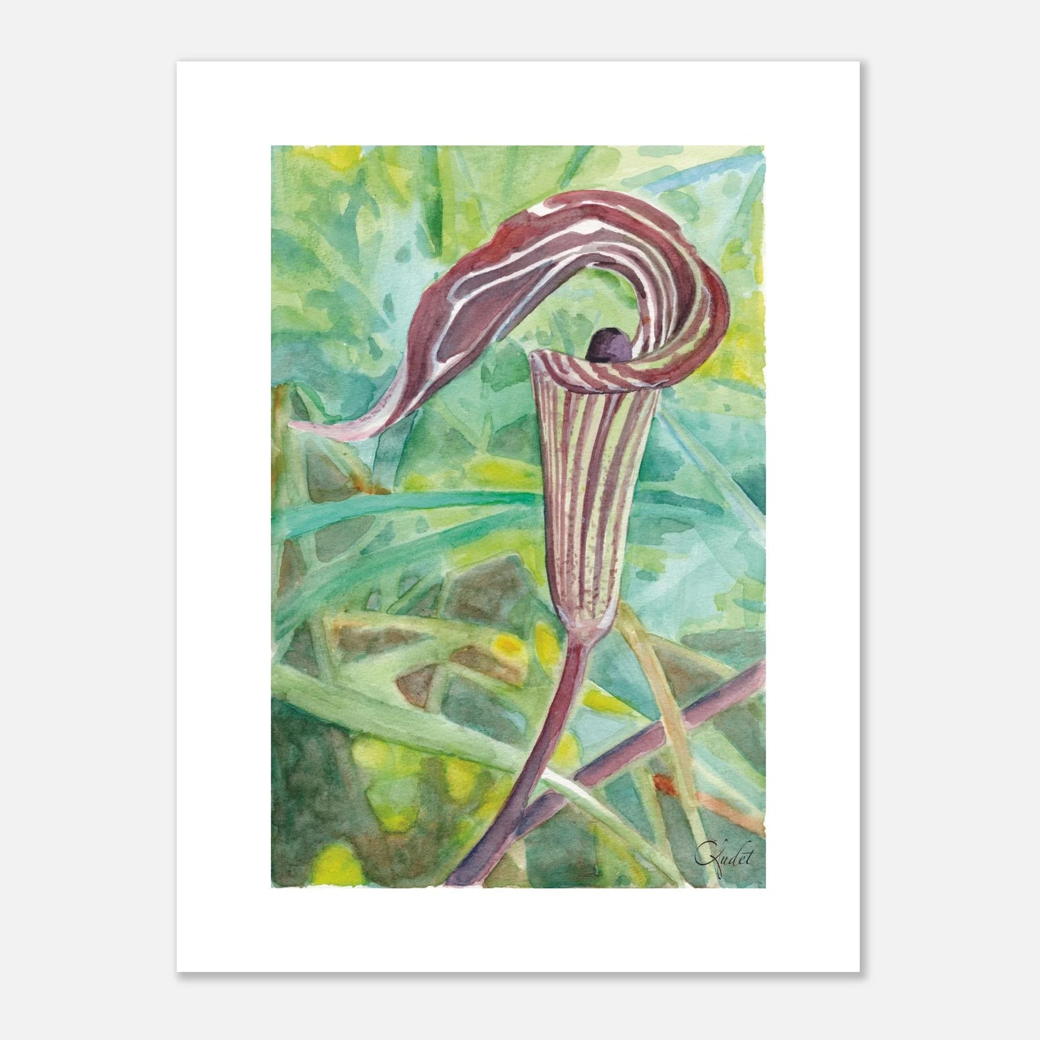 Jack-in-the-pulpit Close-Up