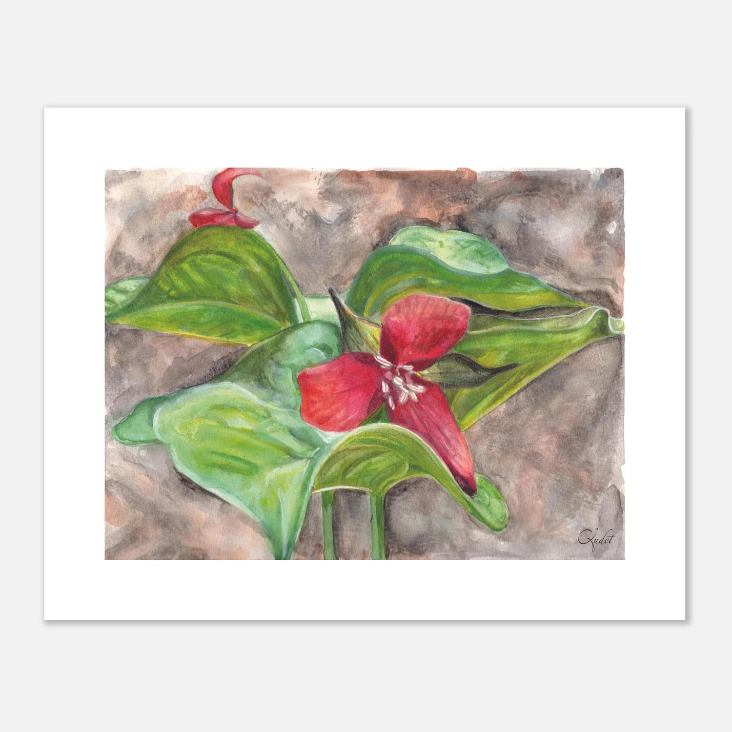Red Trillium Flower and Foliage