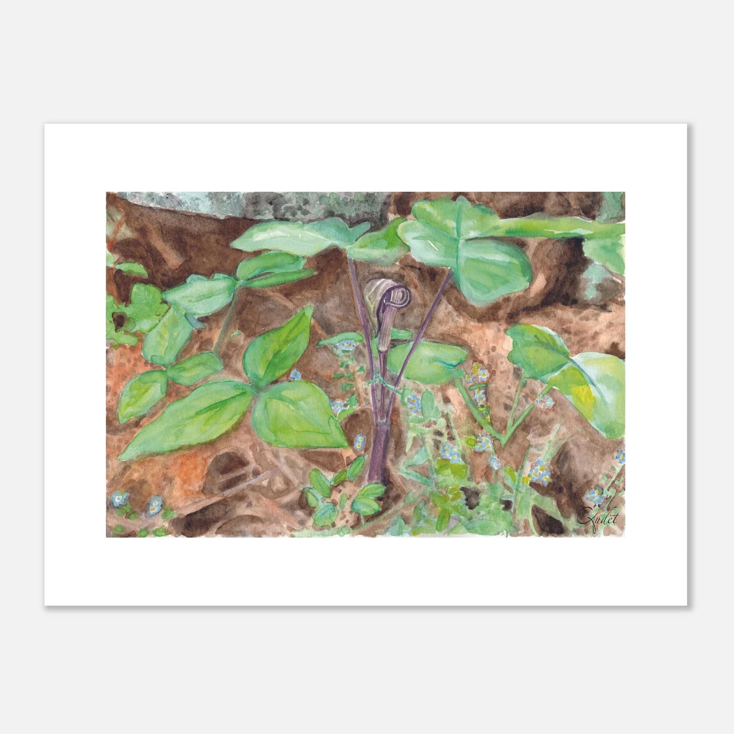 Jack-in-the-pulpit in its Woodland Setting