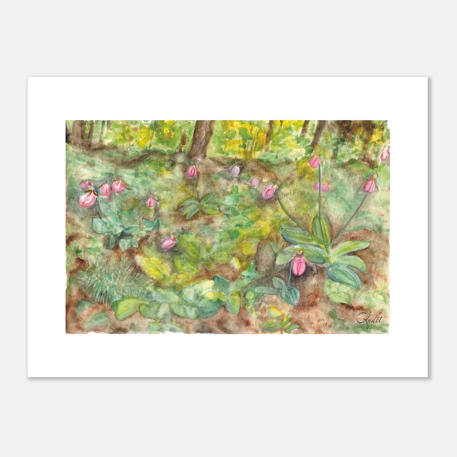 Pink Lady's Slipper in the Woodland