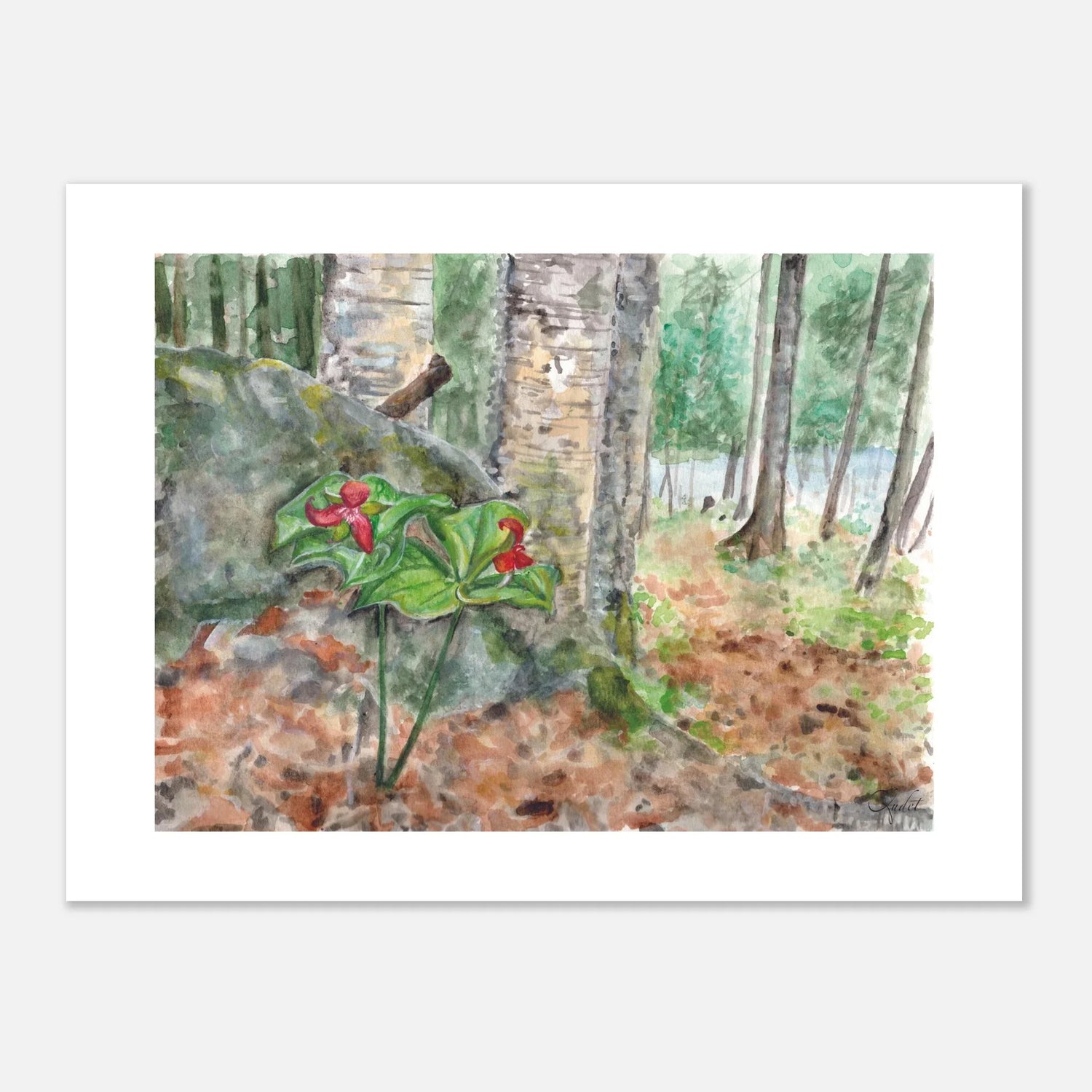 Red Trillium in the Woodland