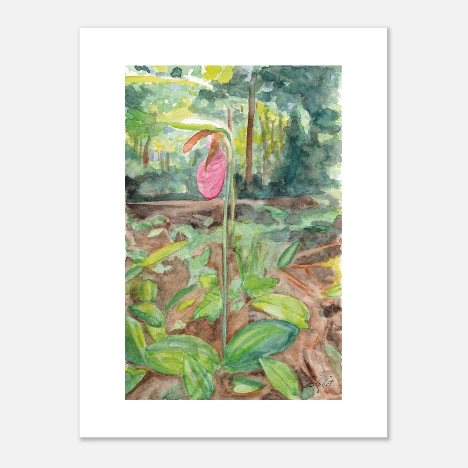Pink Lady's Slipper — Delicate Presence