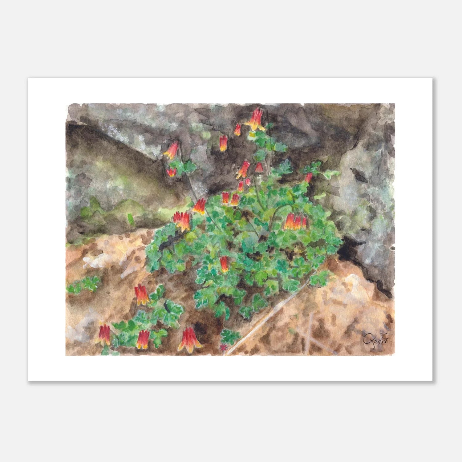 Canadian Columbine by the Rock