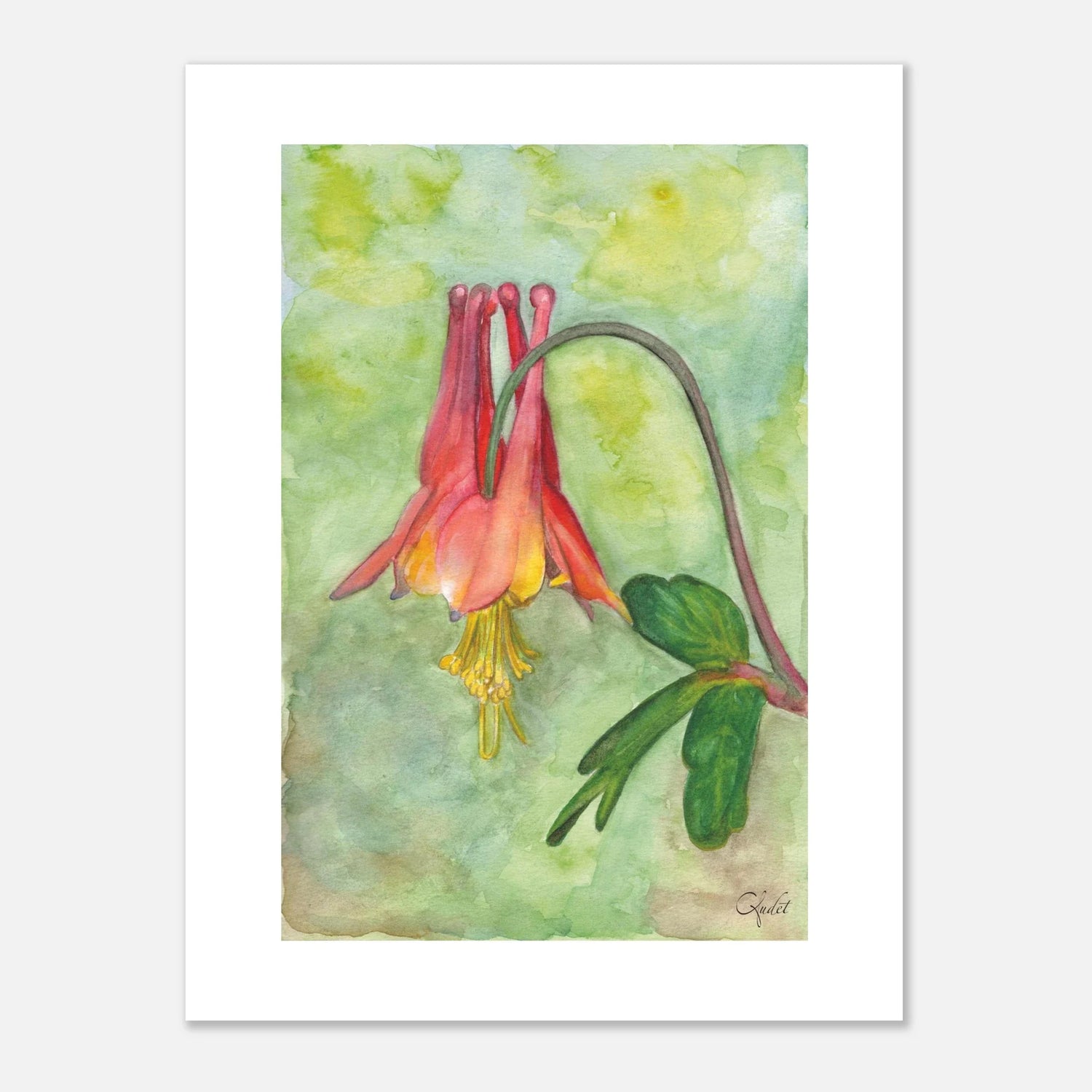 Canadian Columbine Close-Up